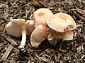 Pluteus semibulbosus