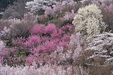 花見山公園（福島県）