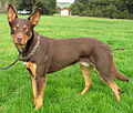 Australiankelpie (293, Australia)