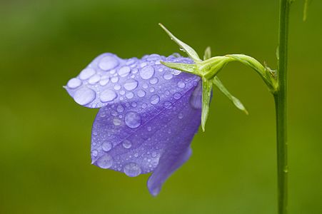 Campanula sp. (Bellflower)