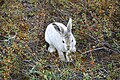 * Nomination Lepus arcticus in Greenland --Chmee2 21:03, 16 August 2010 (UTC) * Decline Bad perspective. -- Smial 01:01, 17 August 2010 (UTC)