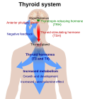 Thumbnail for Hypothalamic–pituitary–thyroid axis