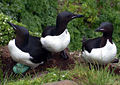 Brunnich's guillemot