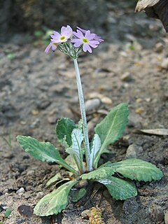 Description de l'image Primula laurentiana.jpg.