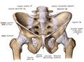 Ligamentos de la pelvis. Visión anterior.