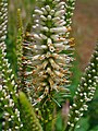 Veronicastrum virginicum