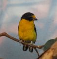 Violaceous Euphonia