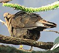 White Throated Ground Dove