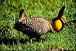 Thumbnail for Attwater Prairie Chicken National Wildlife Refuge