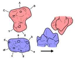 Haldanodon molars.png