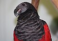 Pesquets Parrot