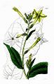 Nicotiana persica Lindl.