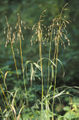 Bromus pubescens