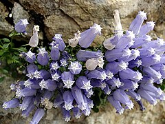 Clopoțelul lui Zois (Campanula zoysii)