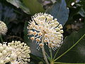 Close-up of flower umbel