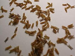 Anthers detached from a meadow foxtail flower