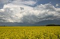 * Nomination: Kamnik-Bistrica field with rapeseed flowers and rainy clouds.: --Miha Peče 04:36, 31 May 2022 (UTC) black frame, correction needed --George Chernilevsky 17:00, 31 May 2022 (UTC) Frame removed. --Miha Peče 08:00, 4 June 2022 (UTC) * * Review needed