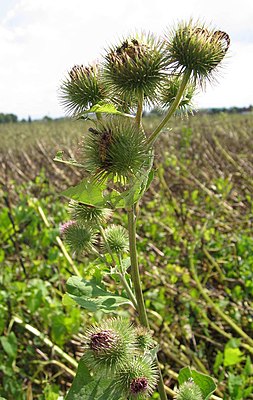 Grat Bor (Arctium lappa)