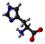 Molecuulmodel van L-histidine