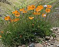 Papaver lateritium kasvamas mägedes Türgis