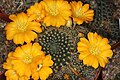 Rebutia marsoneri – first known species with yellow flower