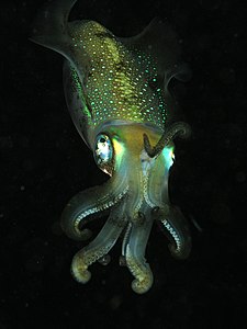 Bigfin reef squid, by Nick Hobgood