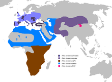 The five subspecies of Felis silvestris according to a 2007 DNA study.