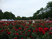 與野公園（日語：与野公園）玫瑰園