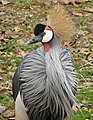 East African Crowned Crane