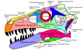 Dromaeosaurus skull in Russian