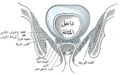 مقطع إكليليّ للحوض، يُظهر ترتيب اللفائف. (يظهر من الخلف).