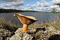 * Nomination Lactarius deliciosus at Lake Saimaa, Finland. --Petritap 17:04, 1 August 2010 (UTC) * Promotion Very good. --Cayambe 18:02, 1 August 2010 (UTC)