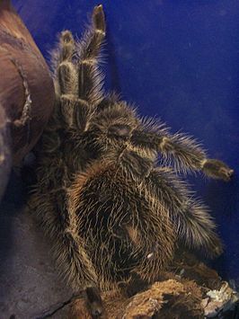 Lasiodora difficilis