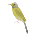 Grey Headed Bulbul