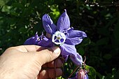 Кветка ворліка алімпійскага (Aquilegia olympica) са шпорцамі.