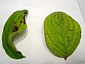 Leaves of Cornus mas and Cornus alba. Infected by fungi. Allhaming, 20.05.2013