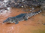 Cuban crocodile in Zapata.