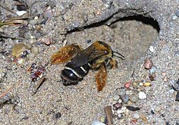 Une abeille creusant un terrier