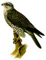 Falco rusticolus f.jpg