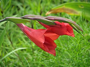 <center>Gladiolus flanaganii</center>