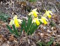 des clioches, Narcissus pseudonarcissus