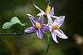 * Nomination Solanum trilobatum flowers. --AntanO 12:57, 14 October 2013 (UTC) * Promotion Good quality. --Ralf Roletschek 10:36, 17 October 2013 (UTC)