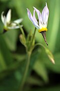 Primula fragrans (Syn. Dodecatheon redolens)