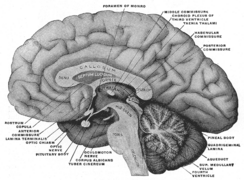 Aspecto medial do cérebro seccionado no plano sagital mediano.