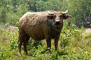 Búfalo-asiático em Sabah