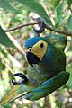 Ara (Orthopsittaca manilata) in Goiânia, Brazil.