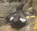 Pigeon Guillemot