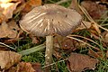 Pluteus.ephebeus