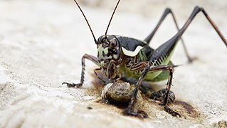 Tettigoniinae.