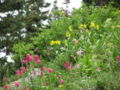 Albion Basin Wildflowers (July 2004)